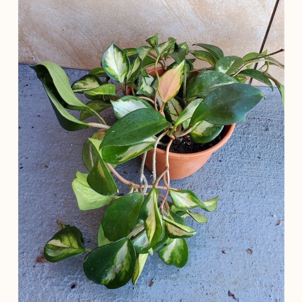 Hoya Krimson Princess 5" pot - Picture 4 of 5